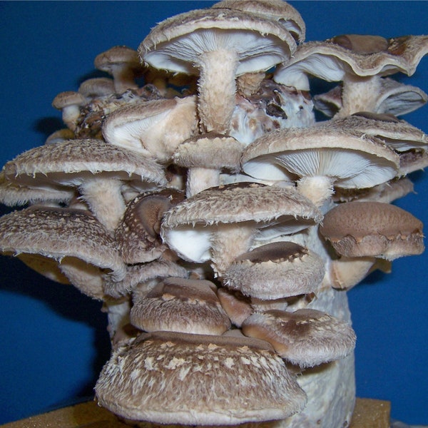 Magic Mushroom Grow Kit Etsy