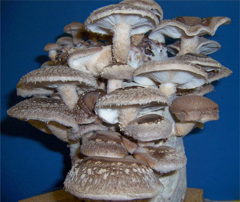 Organic Shiitake Mushroom Grow Kit Etsy