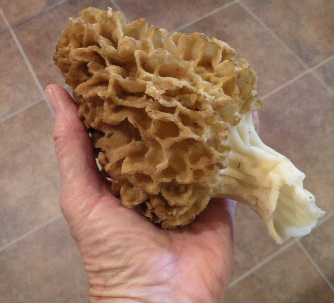 Morel Habitat Kit ® Morel Mushroom Grow Kit Etsy