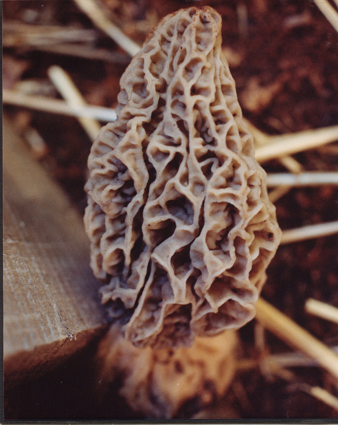 Morel Habitat Kit ® Morel Mushroom Grow Kit Etsy