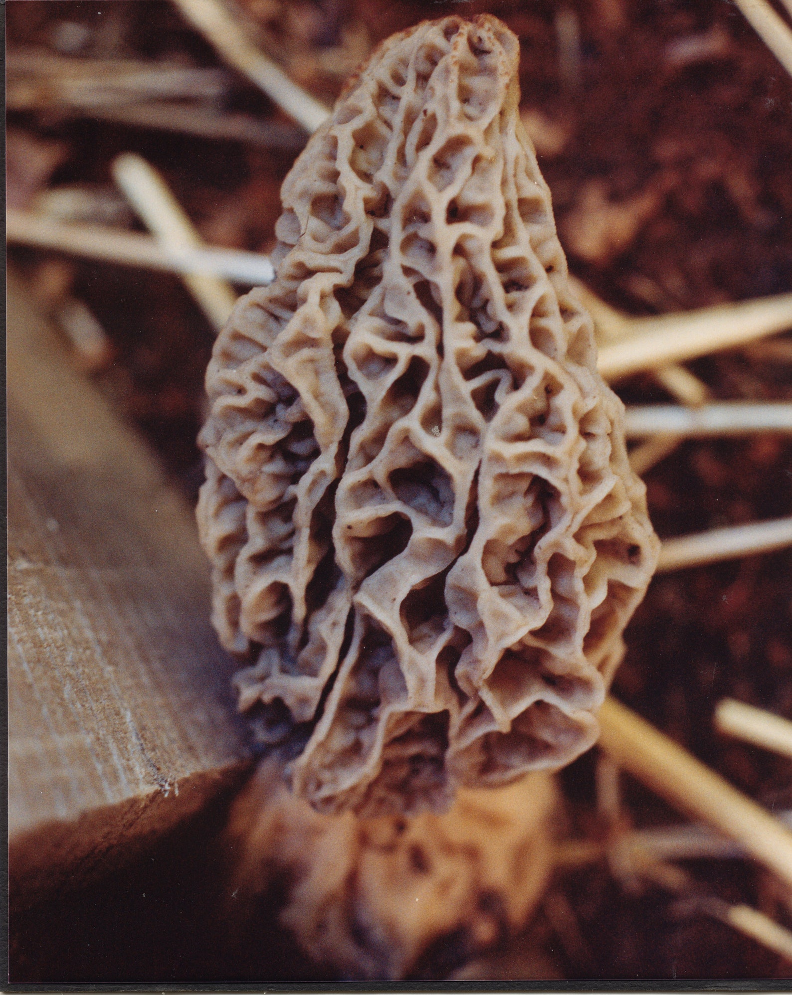 Morel Habitat Kit ® Morel Mushroom Grow Kit Etsy