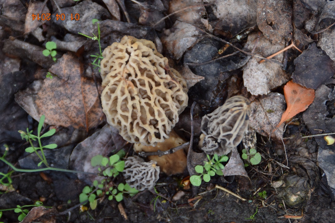 Morel Habitat Kit ® Morel Mushroom Grow Kit Etsy