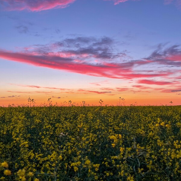 Coucher de soleil en Alberta