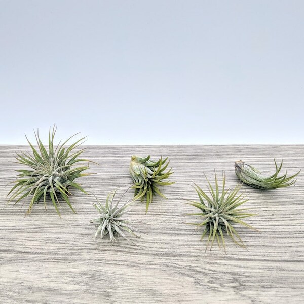 Bulk Air Plants Etsy