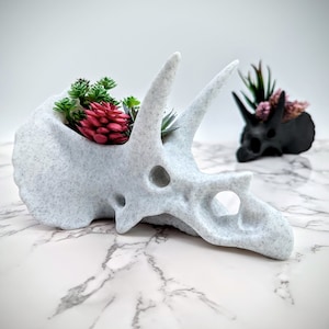 Triceratops Skull Air Plant Holder - Stegosaurus - Cacti Succulent Planter - Dinosaur Decor