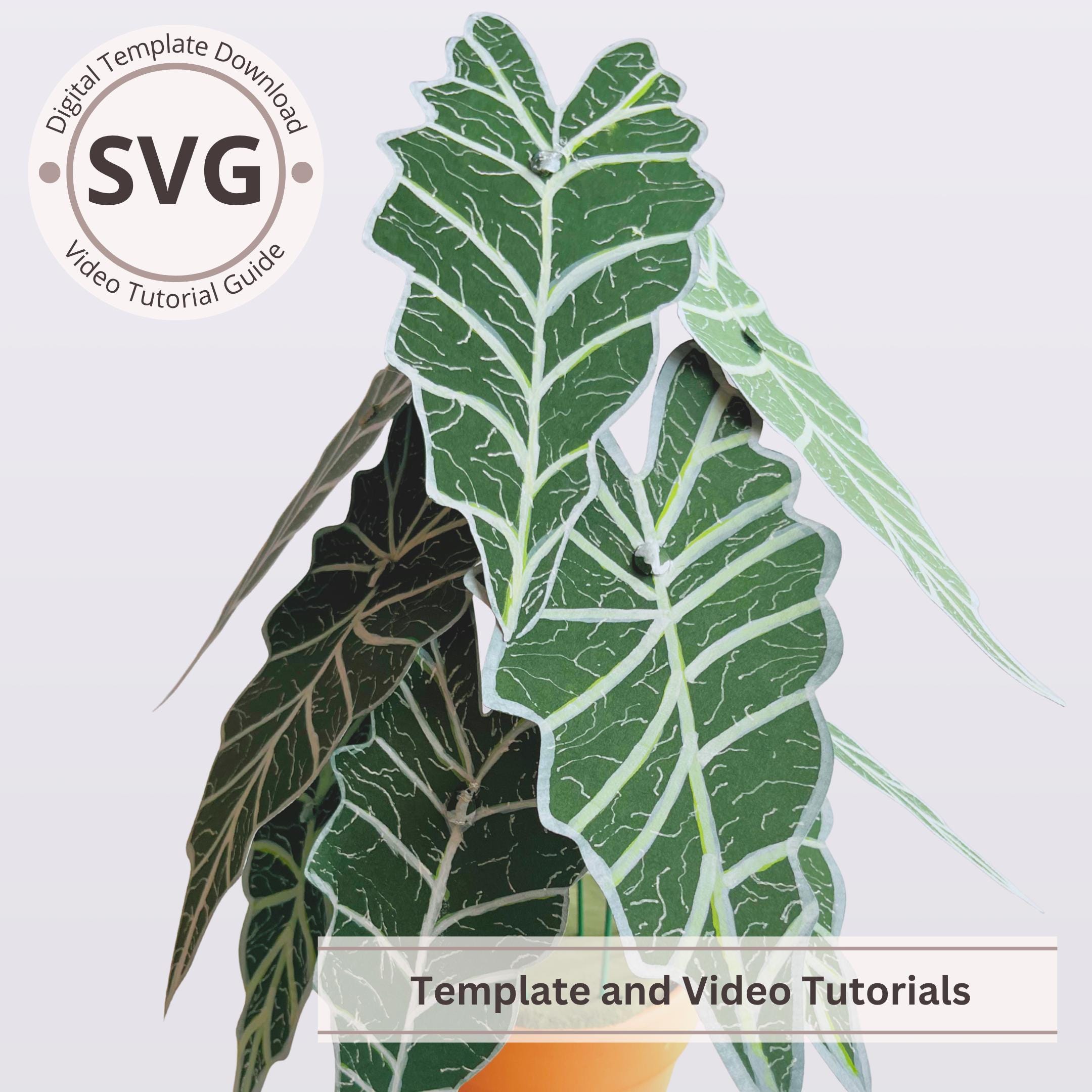 Papierpflanze Alocasia Frydek Vorlage | Topf Elefantenohren Digital | SVG &  PDF | Video Anleitung | Bastelbogen | Dekoration | Cricut - Etsy sterreich