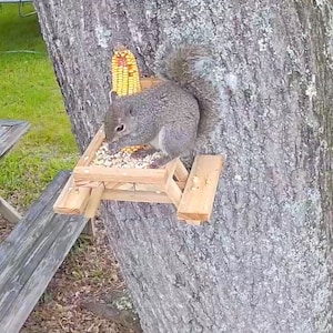 Handmade cedar squirrel picnic table feeder!!