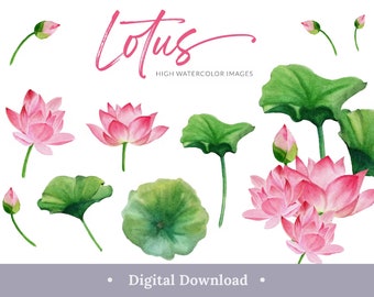 Acuarela Flor de Loto Gráfico Floral Clipart Png Elegante Estética 7 Pastel Rosa Digital Elementos Individuales Descargar Paquete
