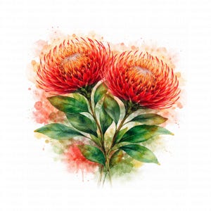 Puede incluir: Acuarela de dos vibrantes flores de protea rojas con centros naranjas y hojas verdes. Las flores se sitúan sobre un fondo de salpicaduras de acuarela en tonos rojos, naranjas y amarillos, creando un efecto suave y artístico.