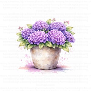 Puede incluir: Ilustración en acuarela de una planta de hortensia en maceta. La planta presenta grandes racimos de flores moradas, hojas verdes y pequeños capullos rosas. La maceta es de color beige claro, con un efecto acuarela suave.
