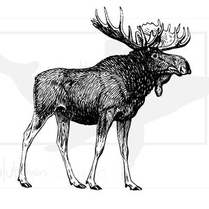 Moose svg png jpg Digital Download