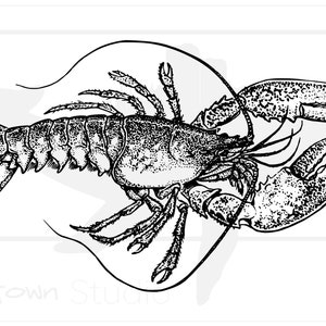 May include: A black and white line drawing of a lobster with its claws extended. The lobster is drawn in a detailed style, with its body and claws covered in small dots.