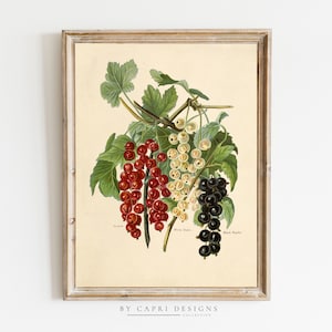 Obst Drucke | Vintage Obst Drucke | Botanische Kunst | Naturverlauf Druck | Vintage Wandkunst | Vintage-Illustration | Vintage Kunstdruck