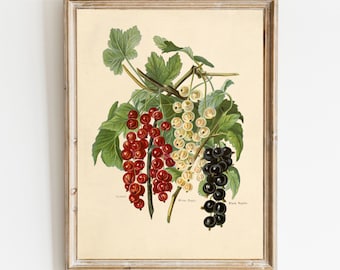 Vintage Currant Print: Botanical Illustration, Natural History Art