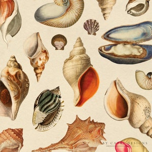 May include: A collection of seashells in various shapes, sizes, and colors. The shells are arranged in a random pattern on a light brown background. Some of the shells are open, revealing the inside. The shells are a variety of colors, including white, brown, orange, and blue.