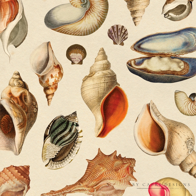 May include: A collection of seashells in various shapes, sizes, and colors. The shells are arranged in a random pattern on a light brown background. Some of the shells are open, revealing the inside. The shells are a variety of colors, including white, brown, orange, and blue.