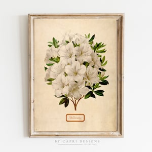 Stampa botanica d'epoca / Stampa d'epoca / Arte botanica / Stampa di storia naturale / Arte d'epoca / Illustrazione d'epoca / Stampa d'arte d'epoca