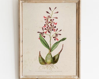 Vintage Botanical Print: Orchid Illustration, Natural History Art