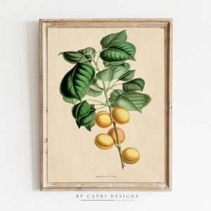 Fruit Prints | Vintage Fruit Prints | Botanical Art | Natural History Print | Vintage Wall Art | Vintage Illustration | Vintage Art Print