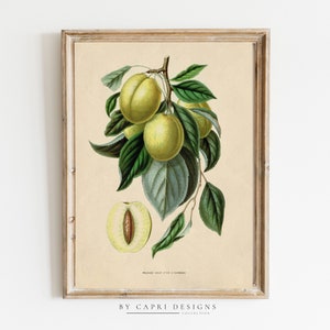 Láminas de frutas / Láminas de frutas vintage / Arte botánico / Lámina de historia natural / Arte mural vintage / Ilustración vintage / Lámina de arte vintage