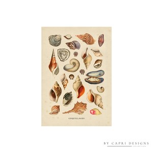 May include: A vintage illustration of various seashells, including oyster, clam, and conch shells. The illustration is in watercolor and features a variety of colors, including brown, white, and blue. The title "Coquillages" is written at the bottom of the illustration.