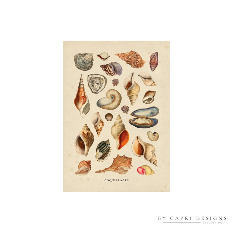 May include: A vintage illustration of various seashells, including oyster, clam, and conch shells. The illustration is in watercolor and features a variety of colors, including brown, white, and blue. The title "Coquillages" is written at the bottom of the illustration.