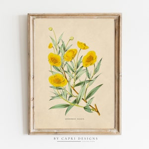 Stampa botanica d'epoca / Stampa d'epoca / Arte botanica / Stampa di storia naturale / Arte d'epoca / Illustrazione d'epoca / Stampa d'arte d'epoca