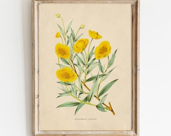 Vintage Yellow Buttercup Botanical Print: Natural History Art