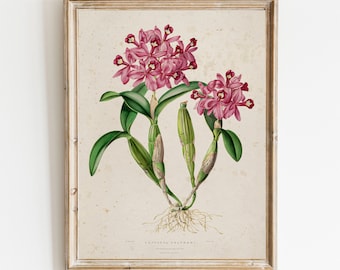 Vintage Botanical Print: Natural History Illustration Art