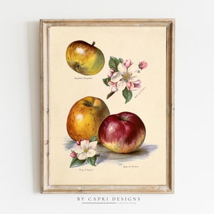 Fruit Prints | Vintage Fruit Prints | Botanical Art | Natural History Print | Vintage Wall Art | Vintage Illustration | Vintage Art Print