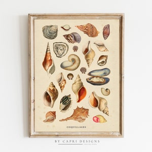 May include: A vintage illustration of various seashells, including oyster, conch, and scallop shells. The image is in a light brown frame with the text "COQUILLAGES" and "BY CAPRI DESIGNS COLLECTION" at the bottom.