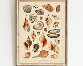 Vintage Shells Art Print: Botanical Natural History Illustration