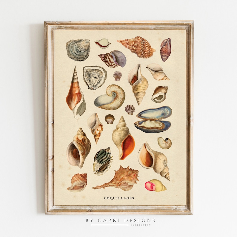 May include: A vintage illustration of various seashells, including oyster, conch, and scallop shells. The image is in a light brown frame with the text "COQUILLAGES" and "BY CAPRI DESIGNS COLLECTION" at the bottom.