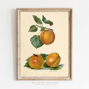 Obst Drucke | Vintage Obst Drucke | Botanische Kunst | Naturverlauf Druck | Vintage Wandkunst | Vintage-Illustration | Vintage Kunstdruck