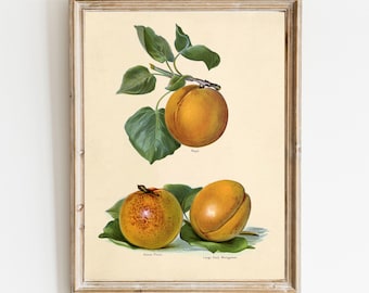 Fruit Prints | Vintage Fruit Prints | Botanical Art | Natural History Print | Vintage Wall Art | Vintage Illustration | Vintage Art Print