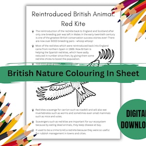 British Nature Kleurplaat - Rode wouw