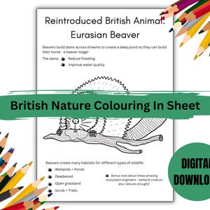 British Nature Kleurplaat - Euraziatische bever