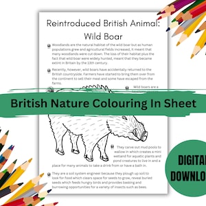 British Nature Coloring In and Fact Sheet - Wilde zwijnen