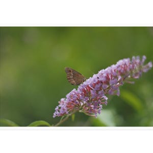 Carte postale Le baiser d'un papillon de l'été