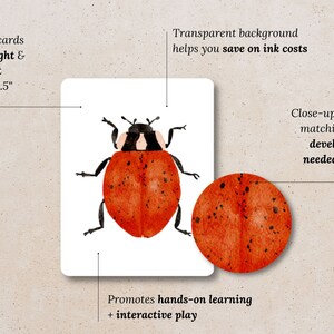 May include: A close-up of a red ladybug with black spots on a white background. The ladybug is 3.5 inches by 4.5 inches. The image is part of a set of insect cards designed to help develop reading skills.