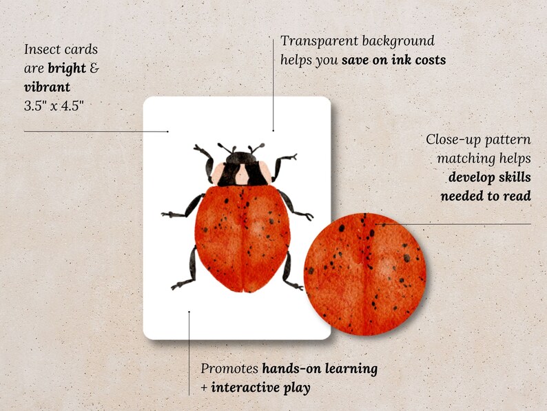 May include: A close-up of a red ladybug with black spots on a white background. The ladybug is 3.5 inches by 4.5 inches. The image is part of a set of insect cards designed to help develop reading skills.