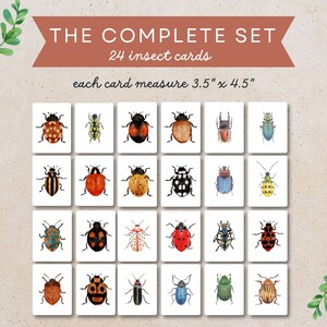May include: A set of 24 insect cards, each measuring 3.5" x 4.5". The cards feature colorful watercolor illustrations of various insects, including ladybugs, beetles, and butterflies.
