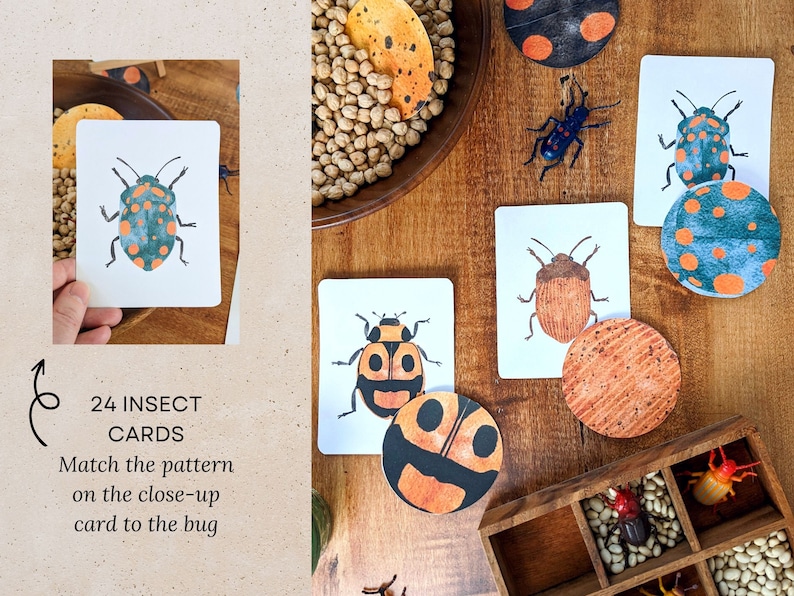 24 Insect Flash Cards Bug Printable Minibeast Homeschool Study DIY ...