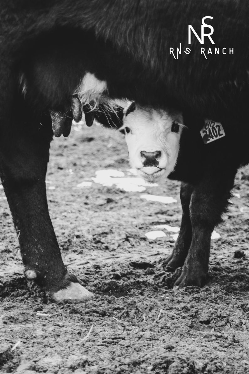 Hiding Calf Digital Download Ranch Life Cattle Photography Farm