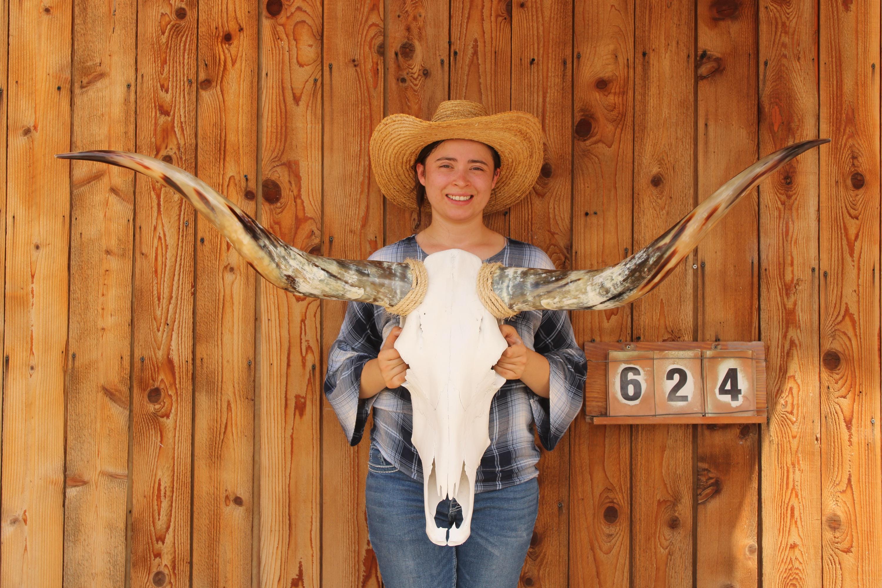 HS624 - 4' 7" Steer Skull Polished LONG HORNS mounted ART!!