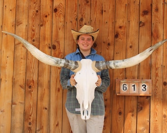 HS613 - 5' 0" Steer Skull Polished LONG HORNS mounted ART!!