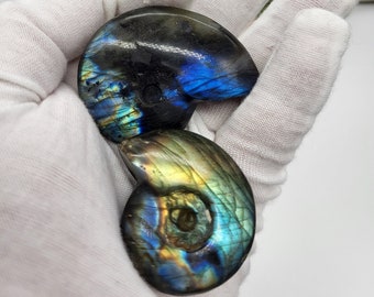 May include: Two iridescent labradorite ammonite fossils with blue, green, and gold colours. The ammonites are polished and have a smooth, shiny surface.