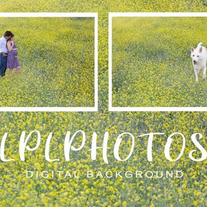 Yellow Flower Field Digital Background, yellow flowers, flower field background