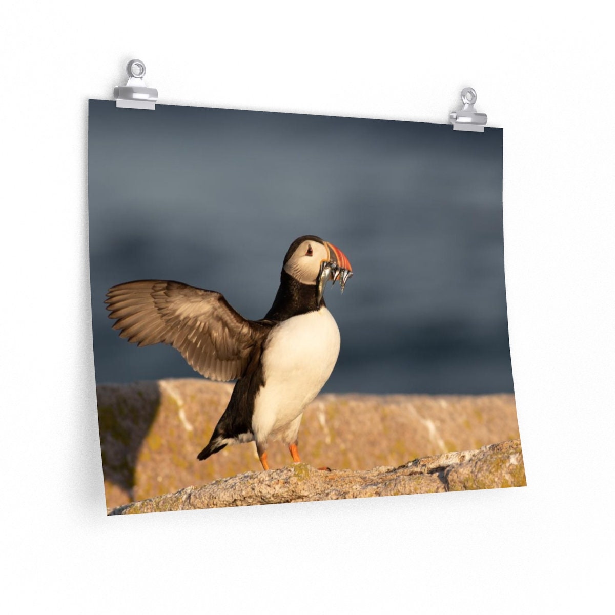 Atlantic Puffin's Catch - Etsy