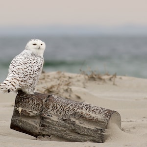 Snowy Owl by the Shore